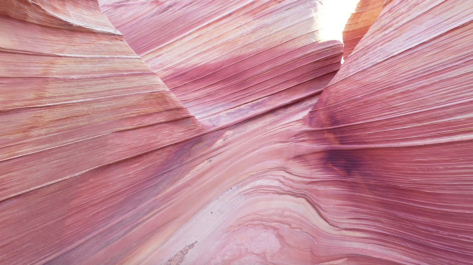 Treatise on Rhythm, Color, and Birdsong (2020) — image 9