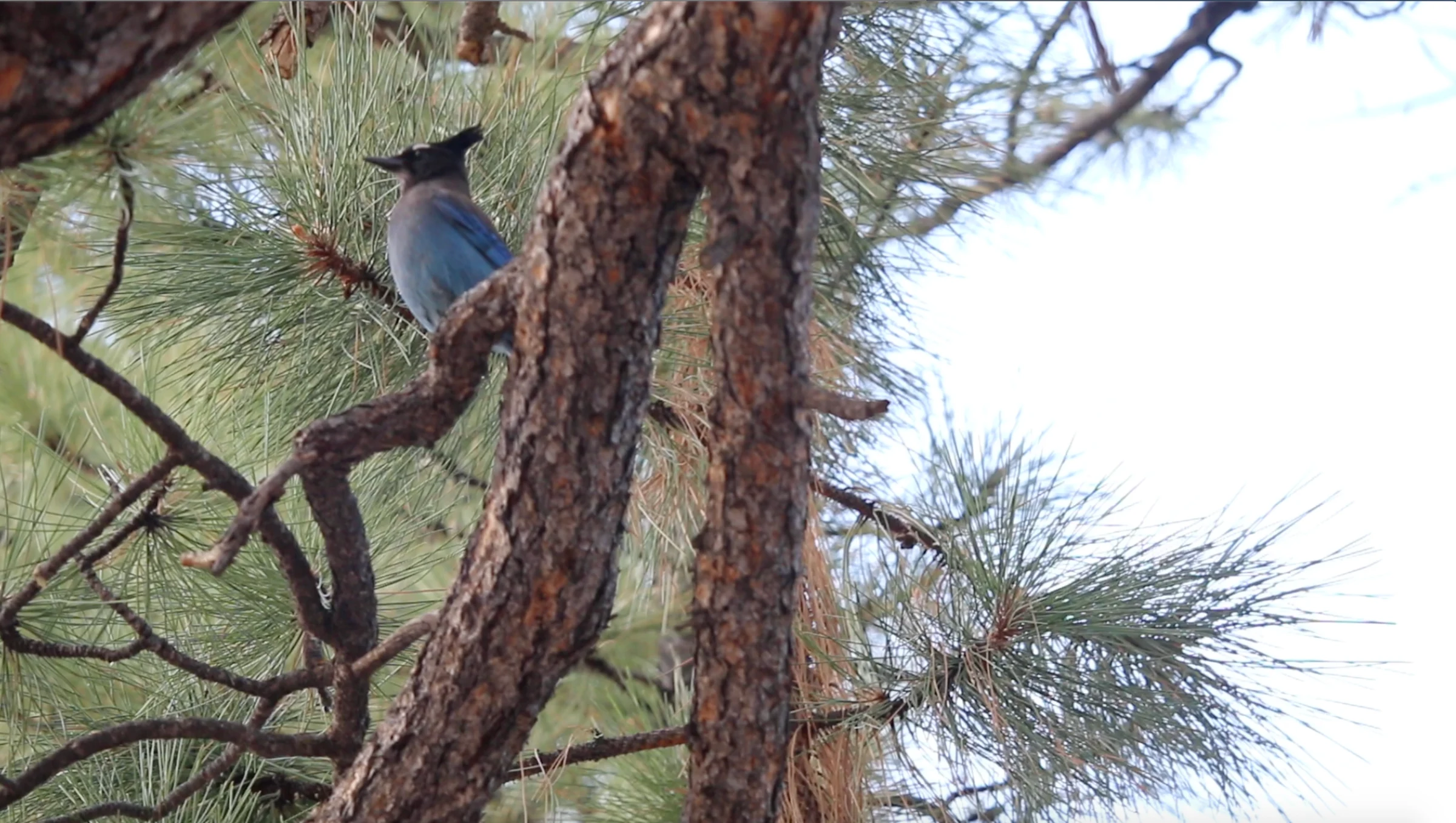 Treatise on Rhythm, Color, and Birdsong (2020) — image 5